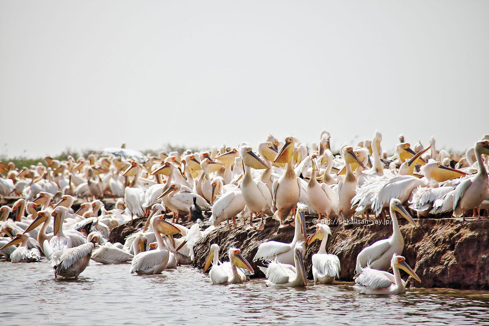 セネガル「ジュッジ国立鳥類保護区」ペリカンの巣