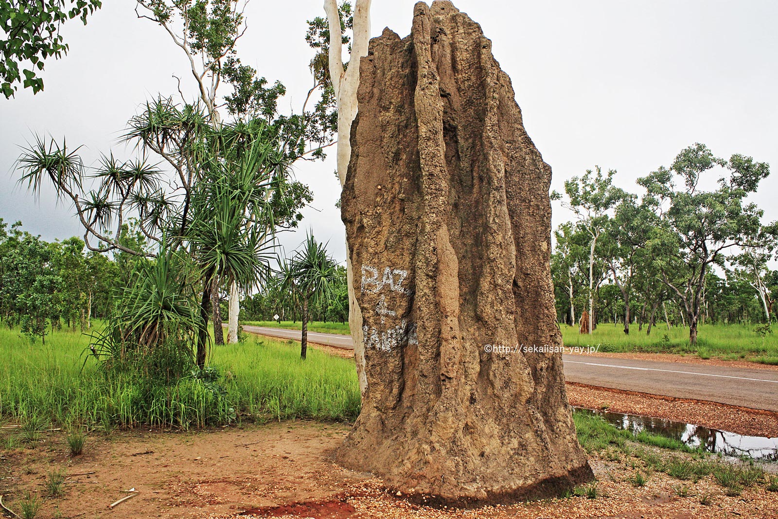 カカドゥ国立公園 - 巨大白アリ塚