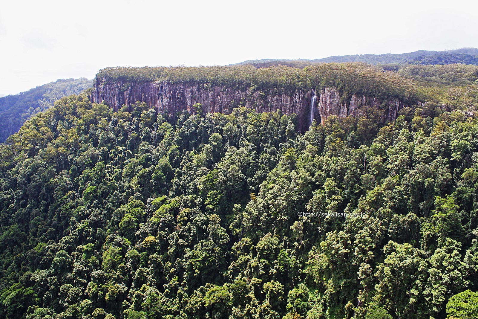 オーストラリアのゴンドワナ雨林 - スプリングブルック国立公園